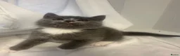 Mixed Breed cats for sale: 3 Beautiful kittens  - Advert 4
