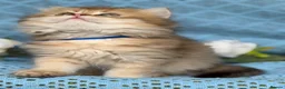 British Longhair cats for sale: British Longhair golden shaded kittens TICA - Advert 17