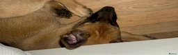 Belgian Shepherd Dog dogs for sale: Belgian malinois  - Advert 3