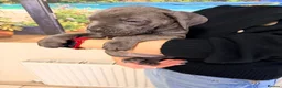 Cane Corso dogs for sale: Beautiful Cane Corso puppies available - Advert 18