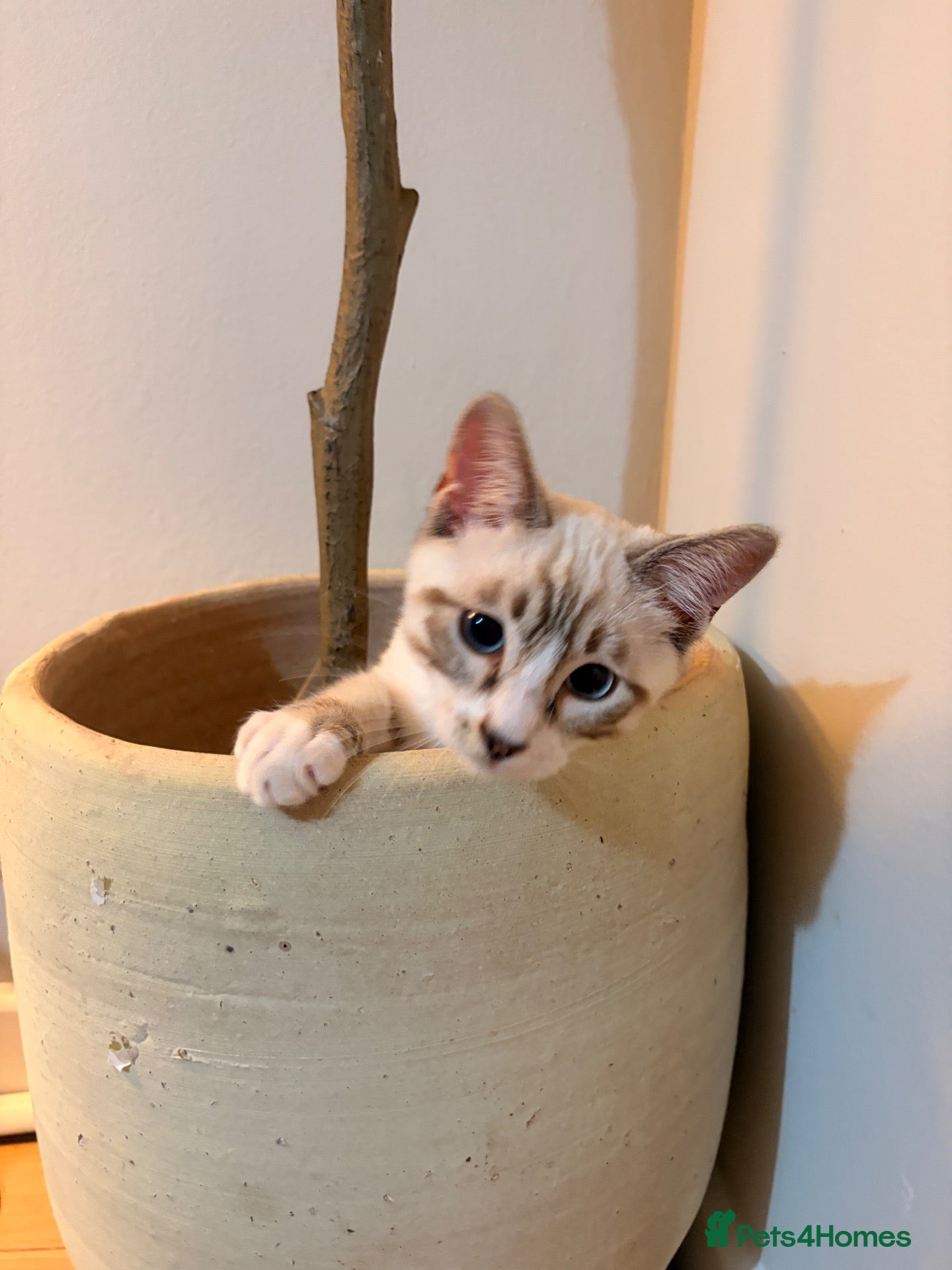 Mixed Breed cats Half Ragdoll half Bengal Kitten 4 months old  - Advert 6
