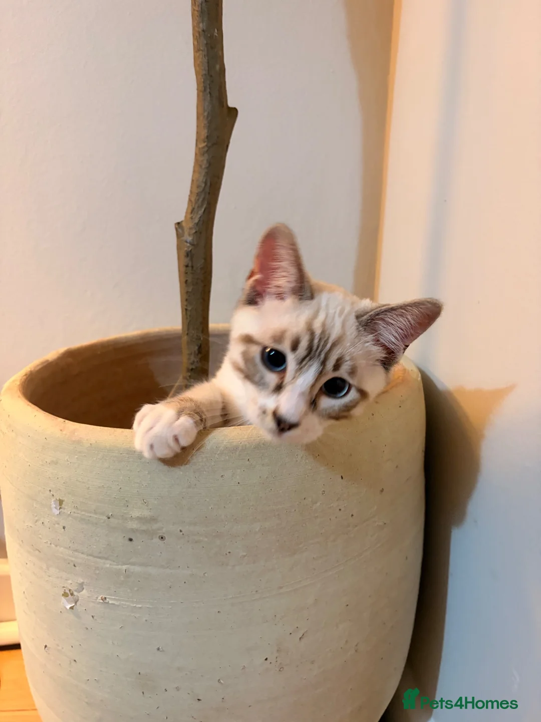 Mixed Breed cats for sale: Half Ragdoll half Bengal Kitten 4 months old  - Advert 1