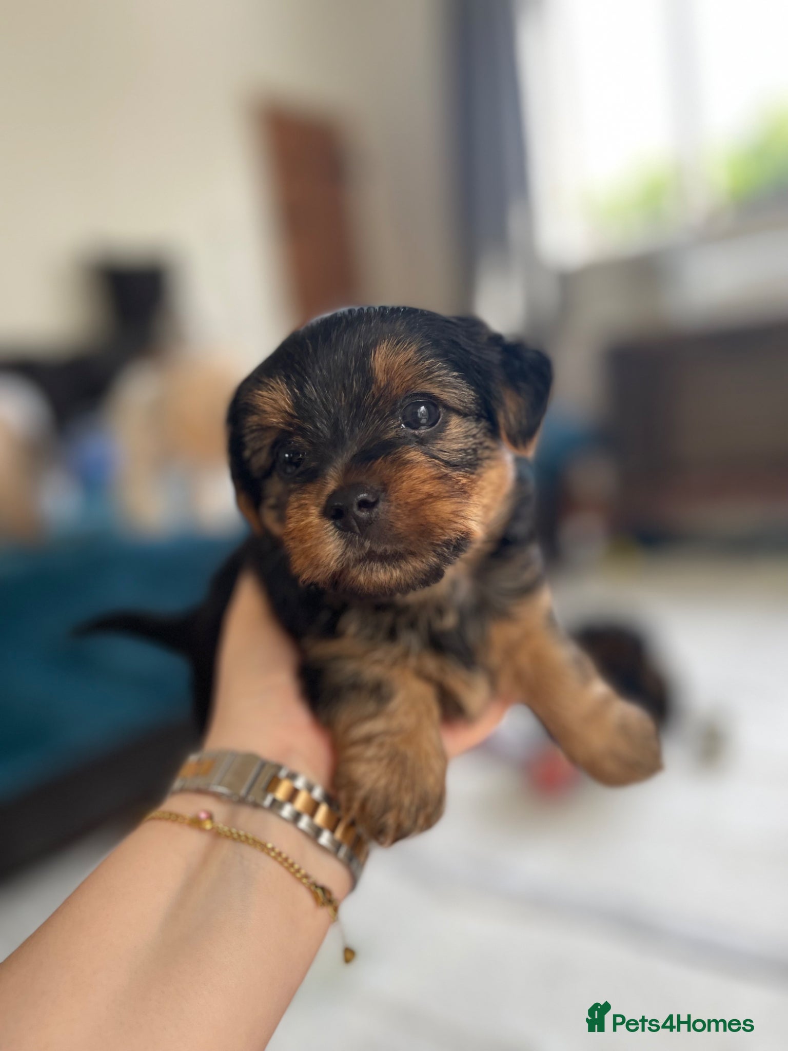 Yorkshire Terrier dogs Yorkshire Terriers for sales.  - Advert 5