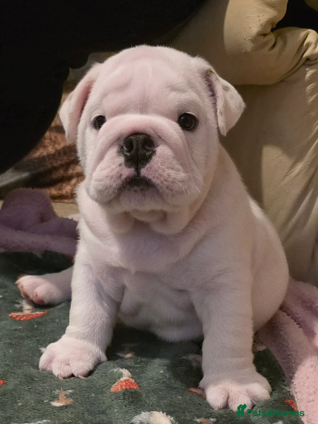 English Bulldog dogs for sale: Two Kc registered pups available  in Bolton - Advert 6