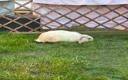 Dwarf Lop rabbits for sale: Thumper  - Image 1