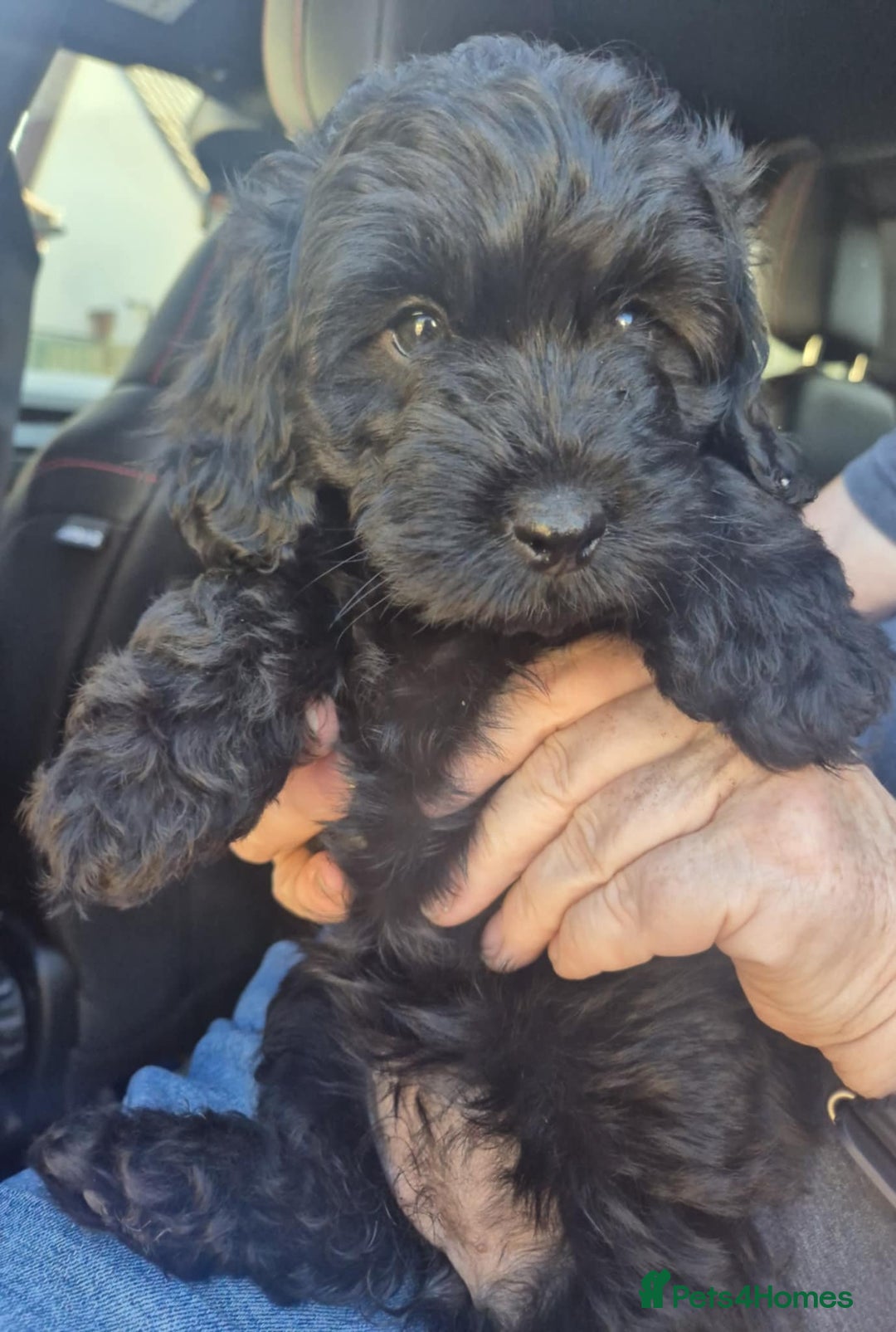 Cockapoo dogs for sale: F1 Cockapoo's - Image 27
