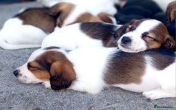 Mixed Breed dogs for sale: Jack Russel Pups in Machynlleth - Image 32