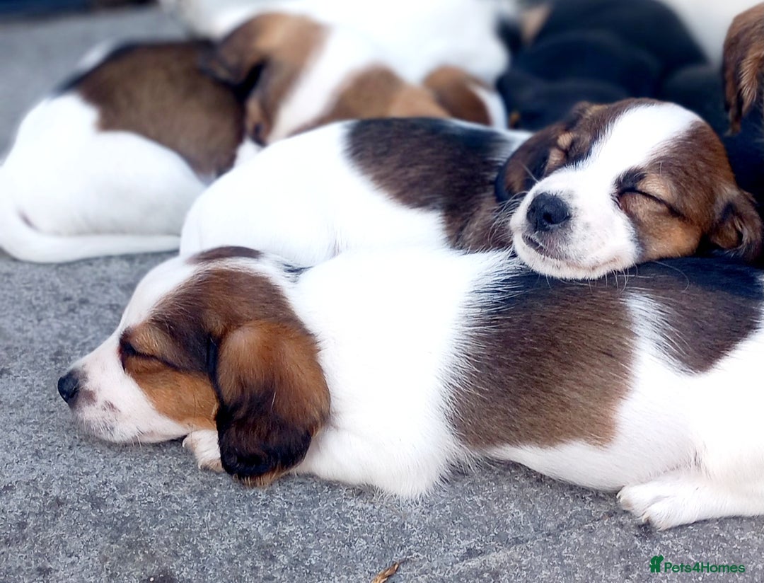 Mixed Breed dogs for sale: Jack Russel Pups in Machynlleth - Image 32