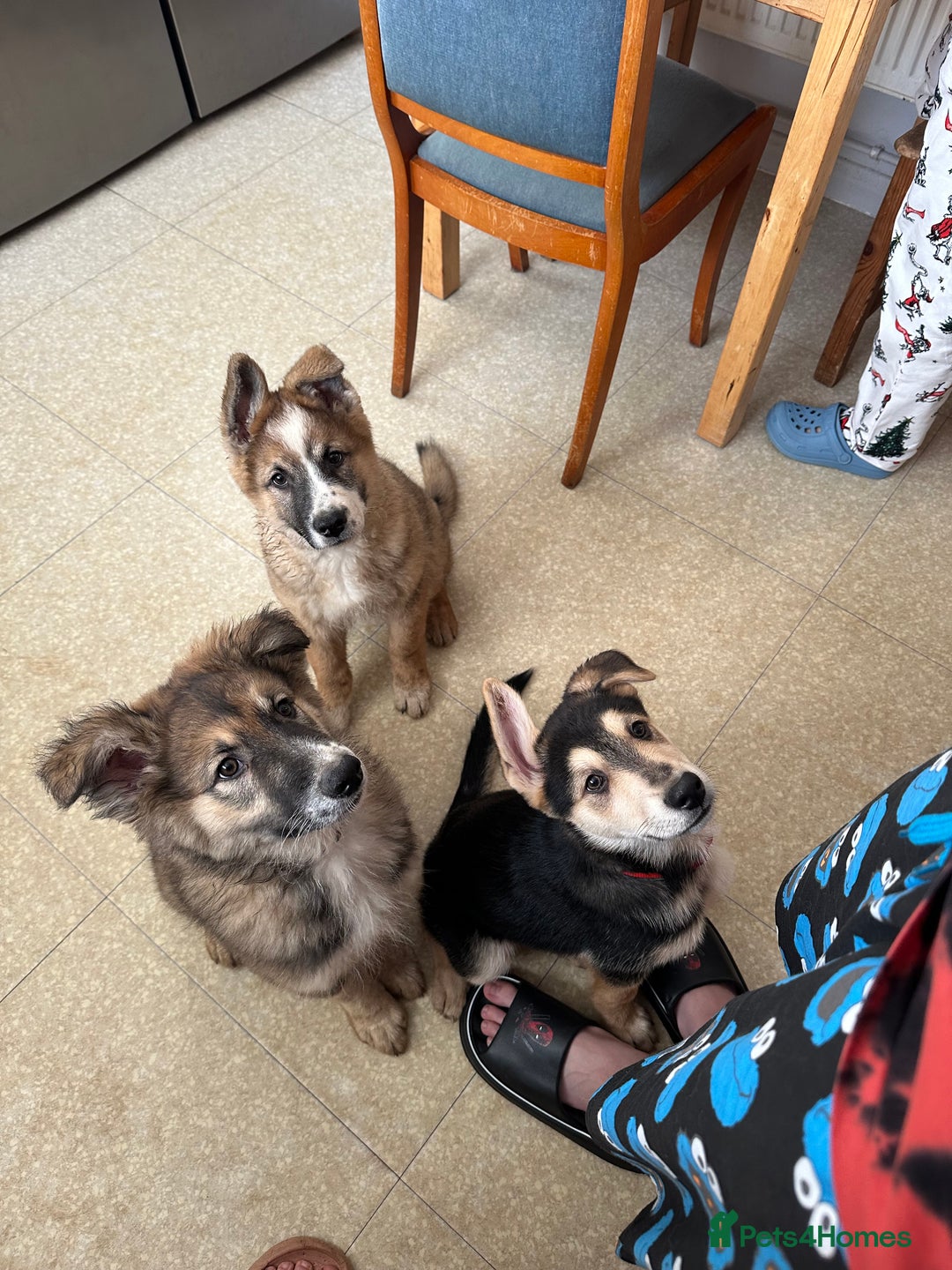 Mixed Breed dogs for sale: Gorgeous pups  - Advert 12