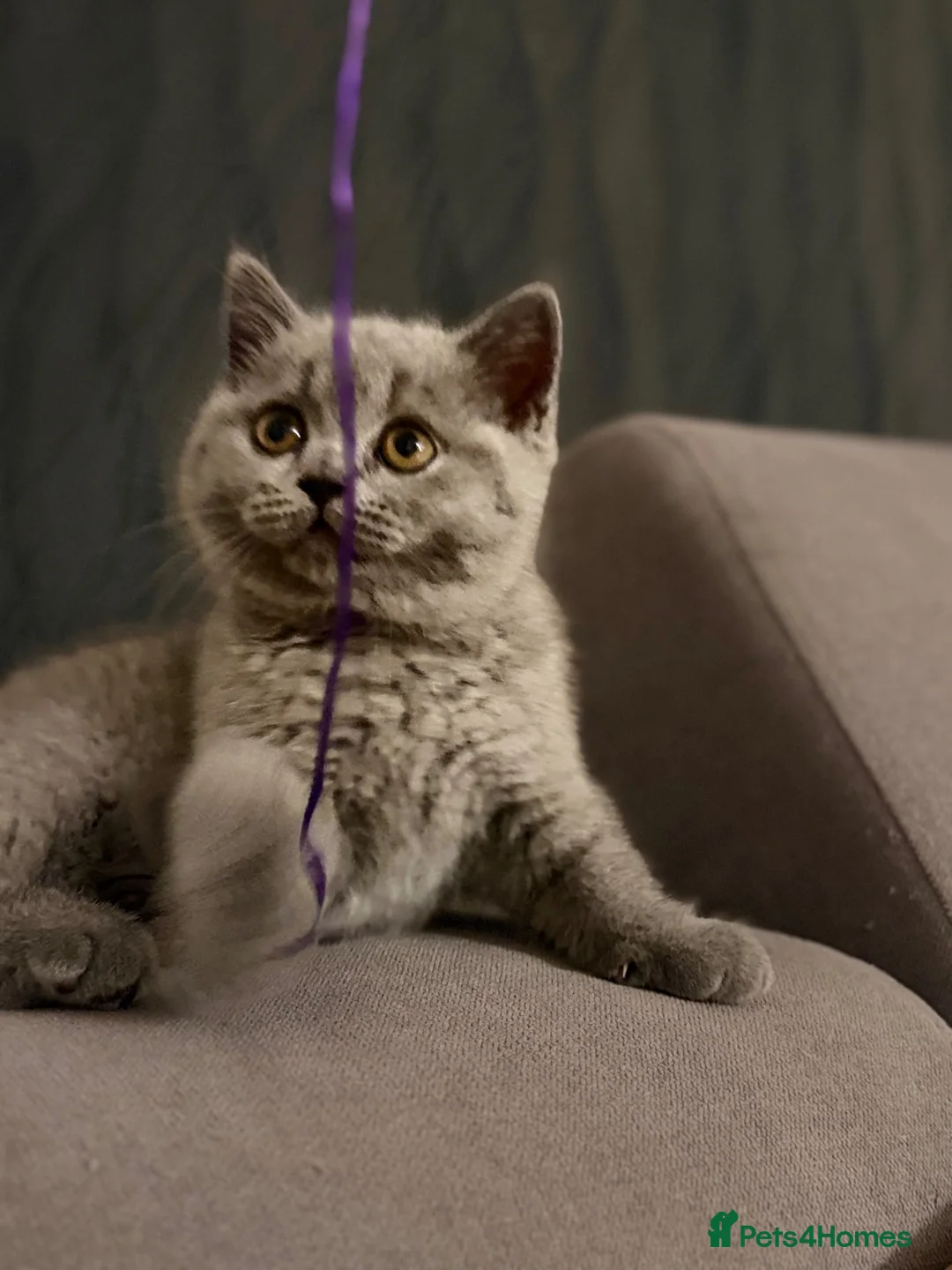 Scottish Fold cats for sale: Last female Scottish fold kittens 🐾 - Advert 2