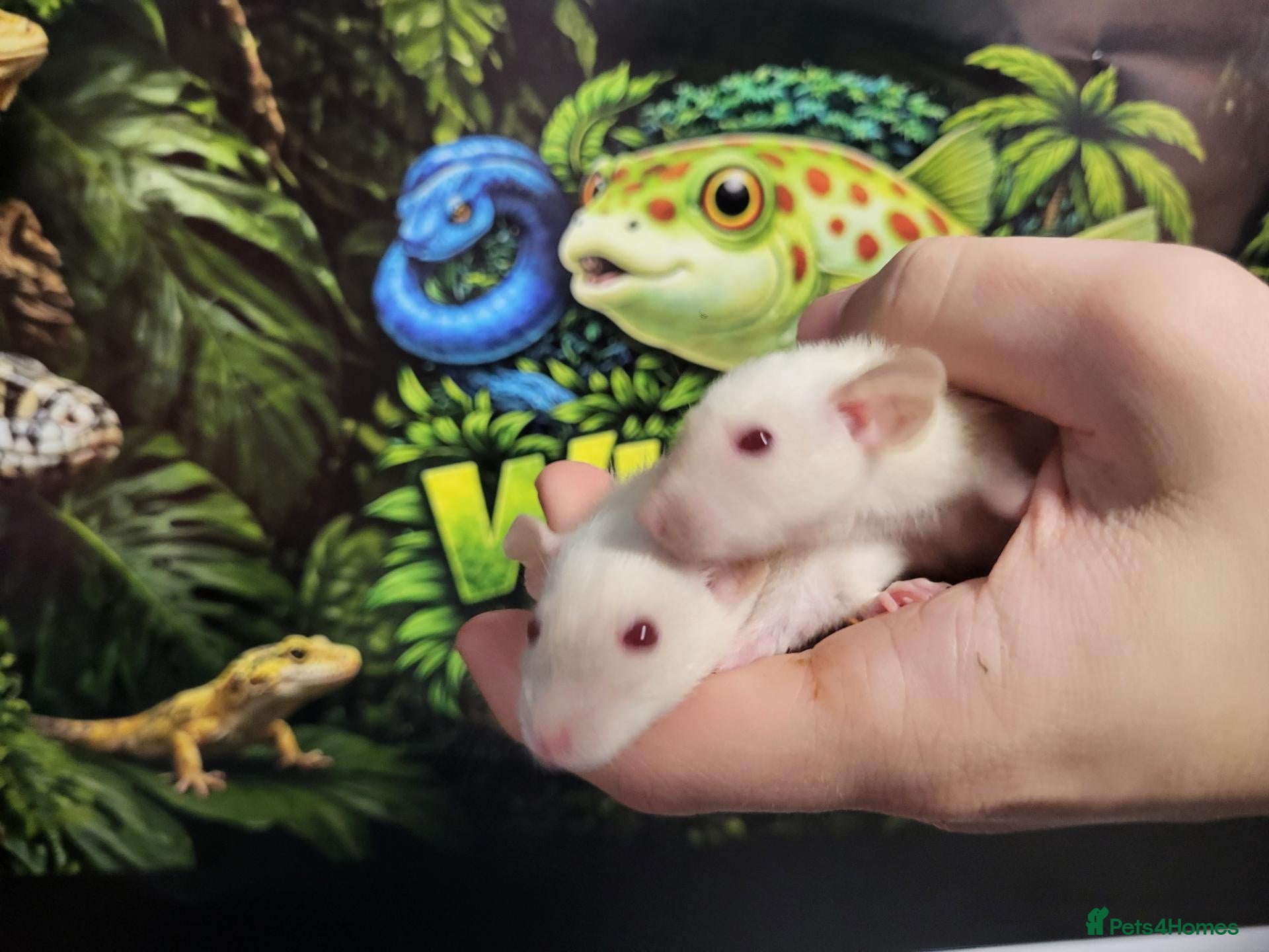 Rat rodents Dwarf Dumbo rats - Advert 15