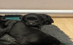 Mixed Breed dogs for sale: Black Lab x GSP puppies for sale - Image 8