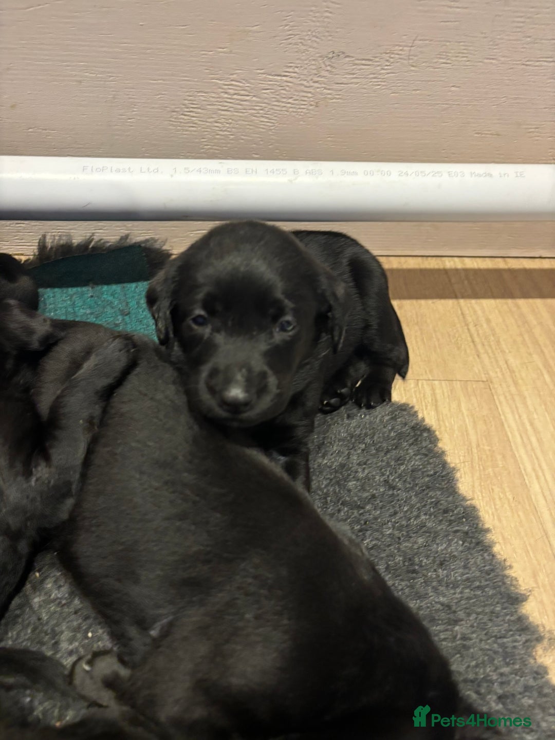 Mixed Breed dogs for sale: Black Lab x GSP puppies for sale - Image 8