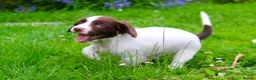 English Springer Spaniel dogs for sale: Working Line Liver And White Springer Spaniels - Advert 33