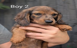 Miniature Dachshund dogs for sale: Mini dachshund puppies - Image 3