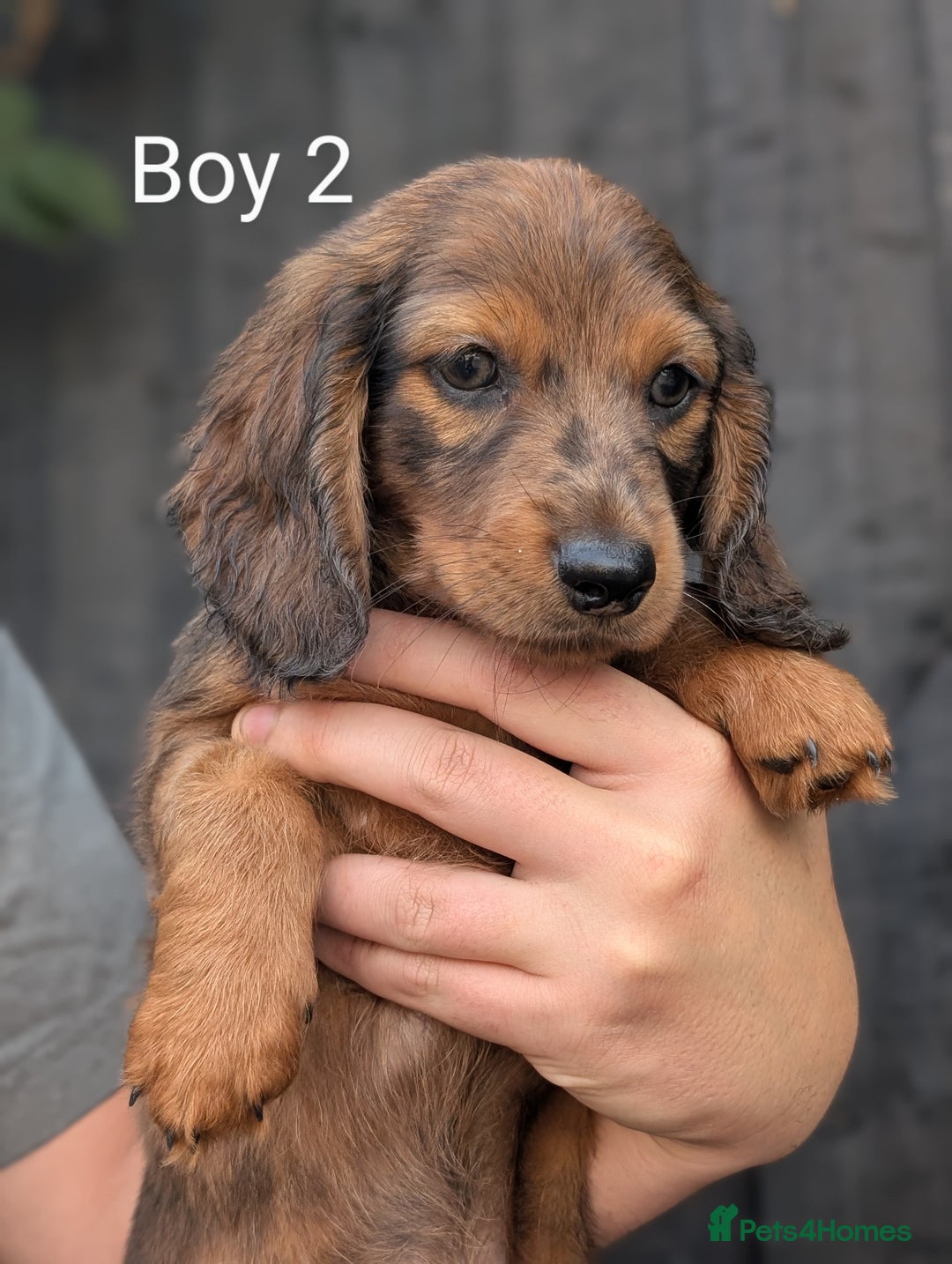 Miniature Dachshund dogs for sale: Mini dachshund puppies - Image 3