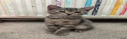 Mixed Breed cats for sale: Mix breed kittens - Advert 12