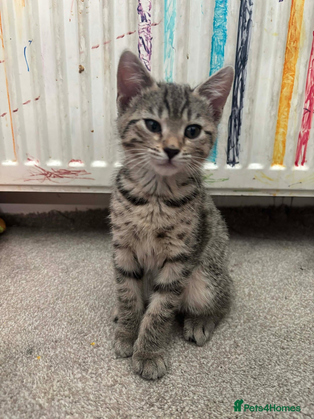 Mixed Breed cats for sale: Mix breed kittens - Advert 12