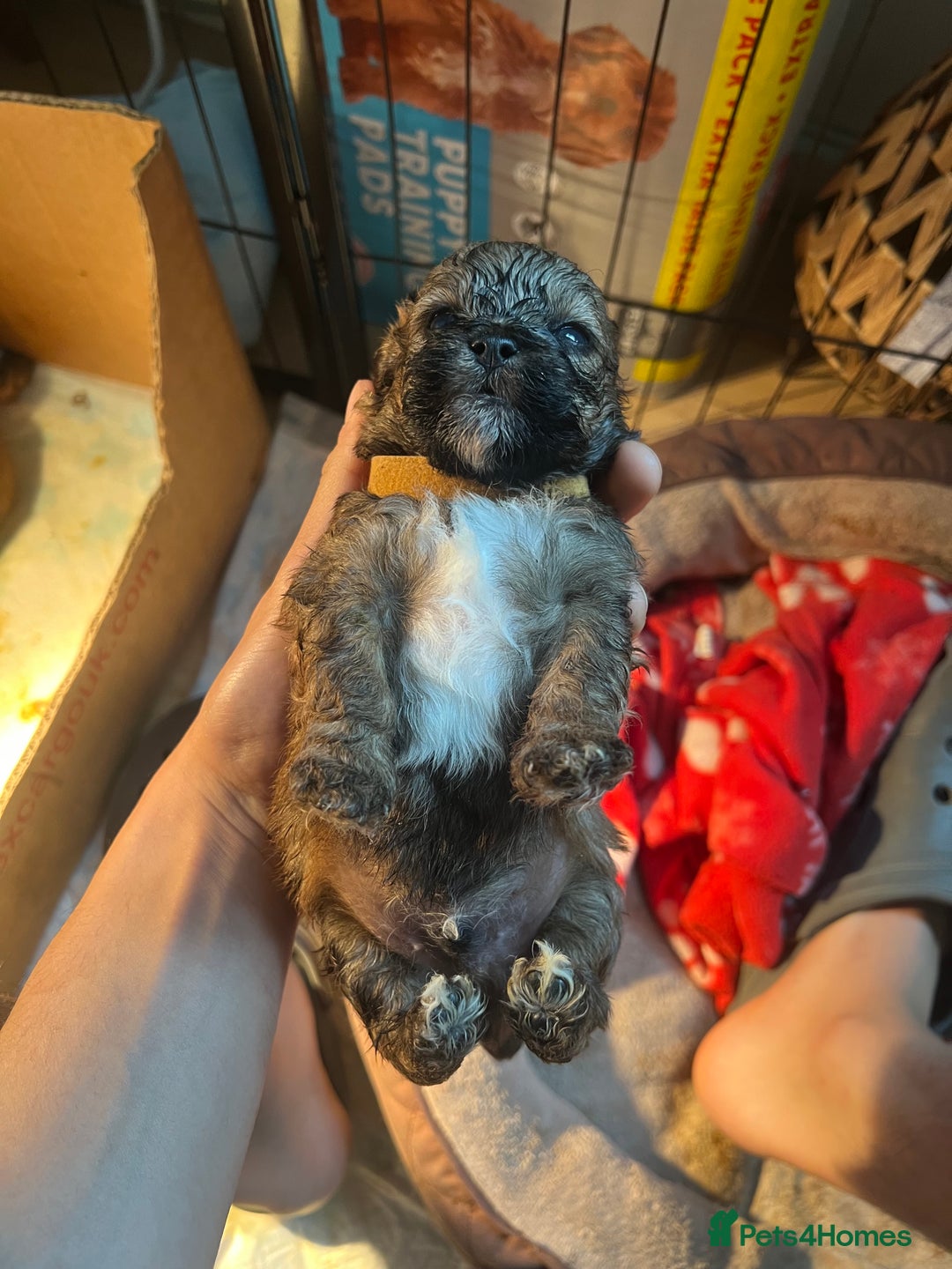 Mixed Breed dogs for sale: 🐶 Cockapoo × Shih Tzu Puppies Ready September  - Image 12