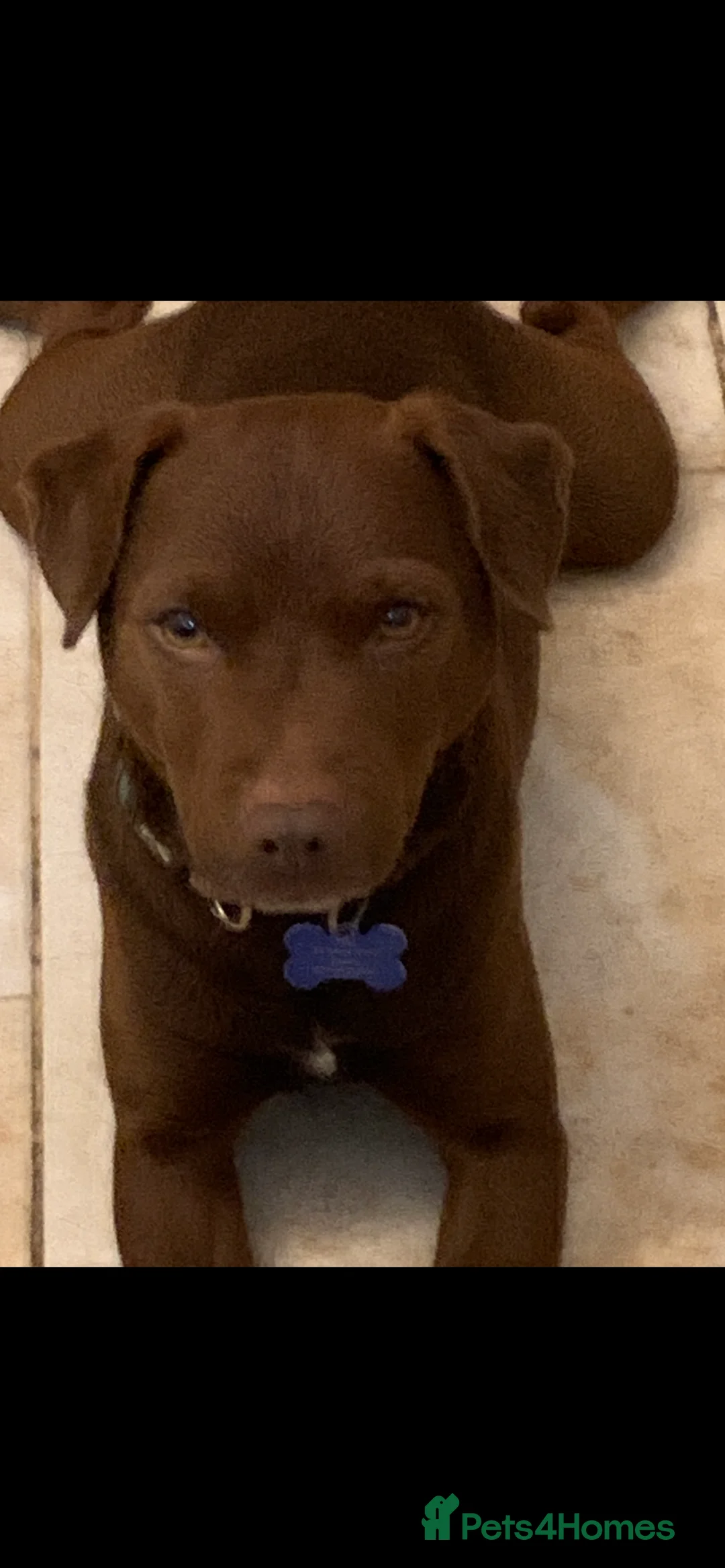 Patterdale Terrier dogs for sale: Quality Patterdales Puppies for sale - Advert 7