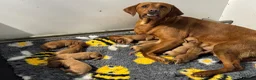 Labrador Retriever dogs for sale: True Fox Red Labrador Litter Boys & Girls  - Advert 13