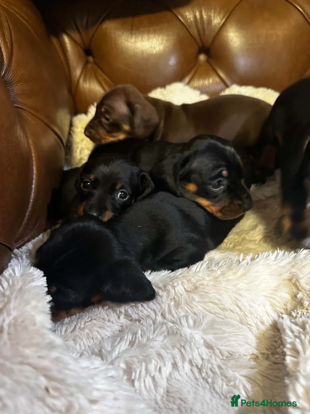 Miniature Dachshund dogs for sale: Super Sweet Mini Dachshund💛 - Advert 2