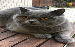 Brazilian Shorthair cats for stud: GCCF active boy for stud only £250 07447864988 - Image 3