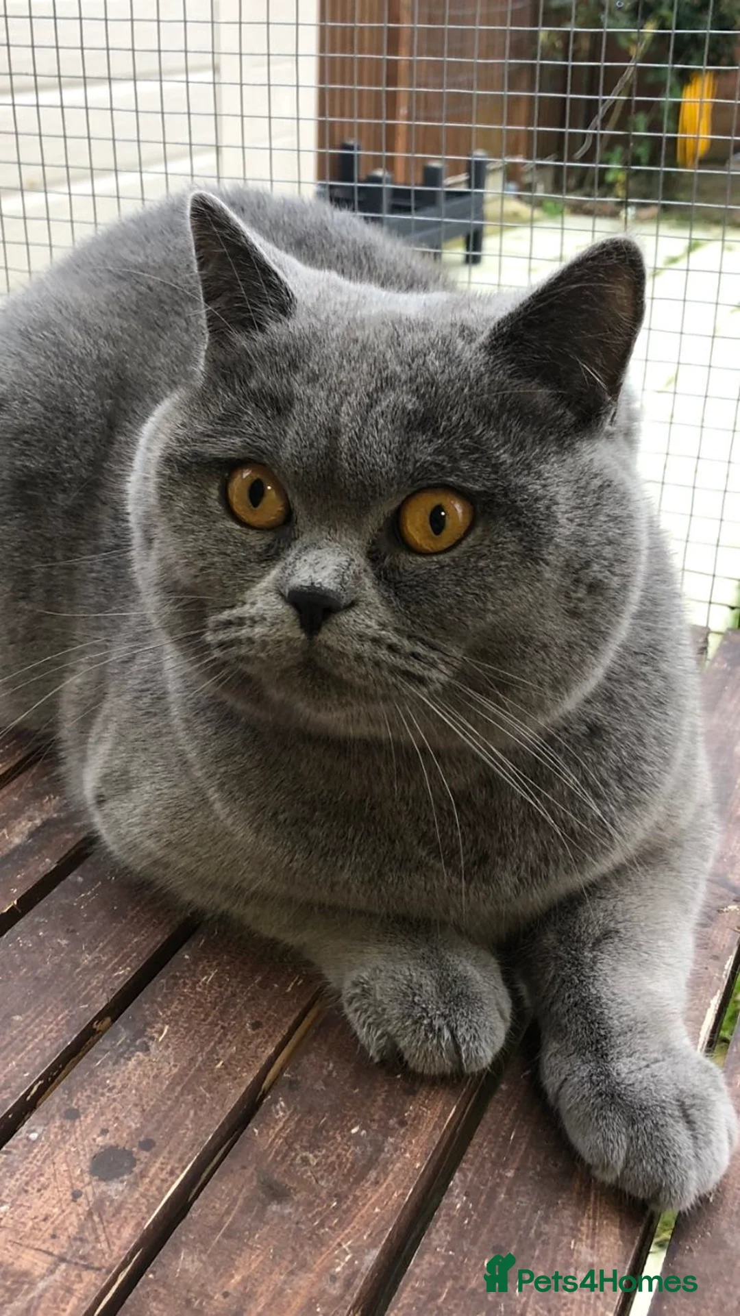 Brazilian Shorthair cats for stud: GCCF active boy for stud only £ **  - Advert 11