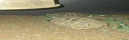 Hermann Tortoise reptiles for sale: Hermann Tortoise  - Advert 2