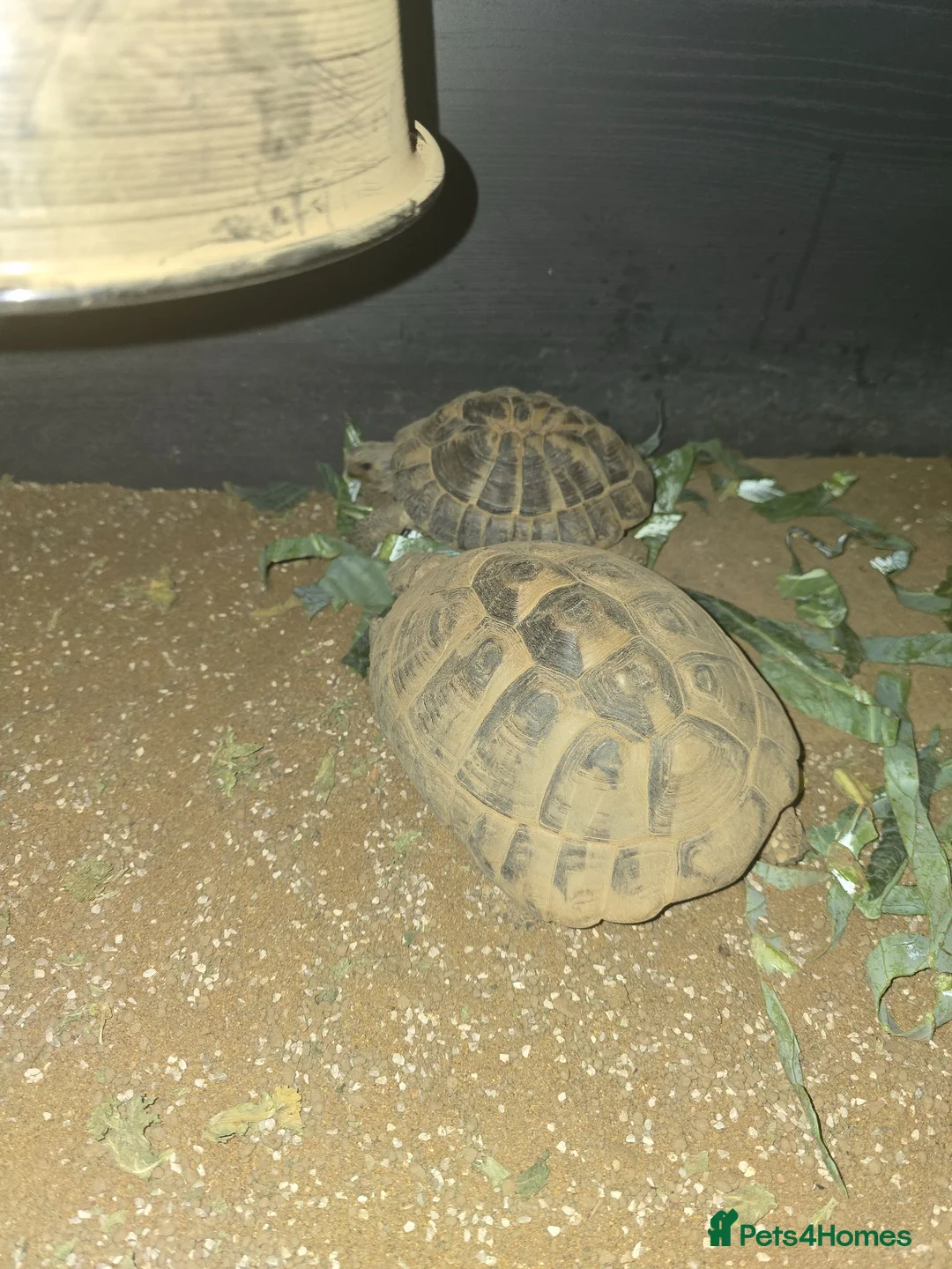 Hermann Tortoise reptiles for sale: Hermann Tortoise  - Advert 2