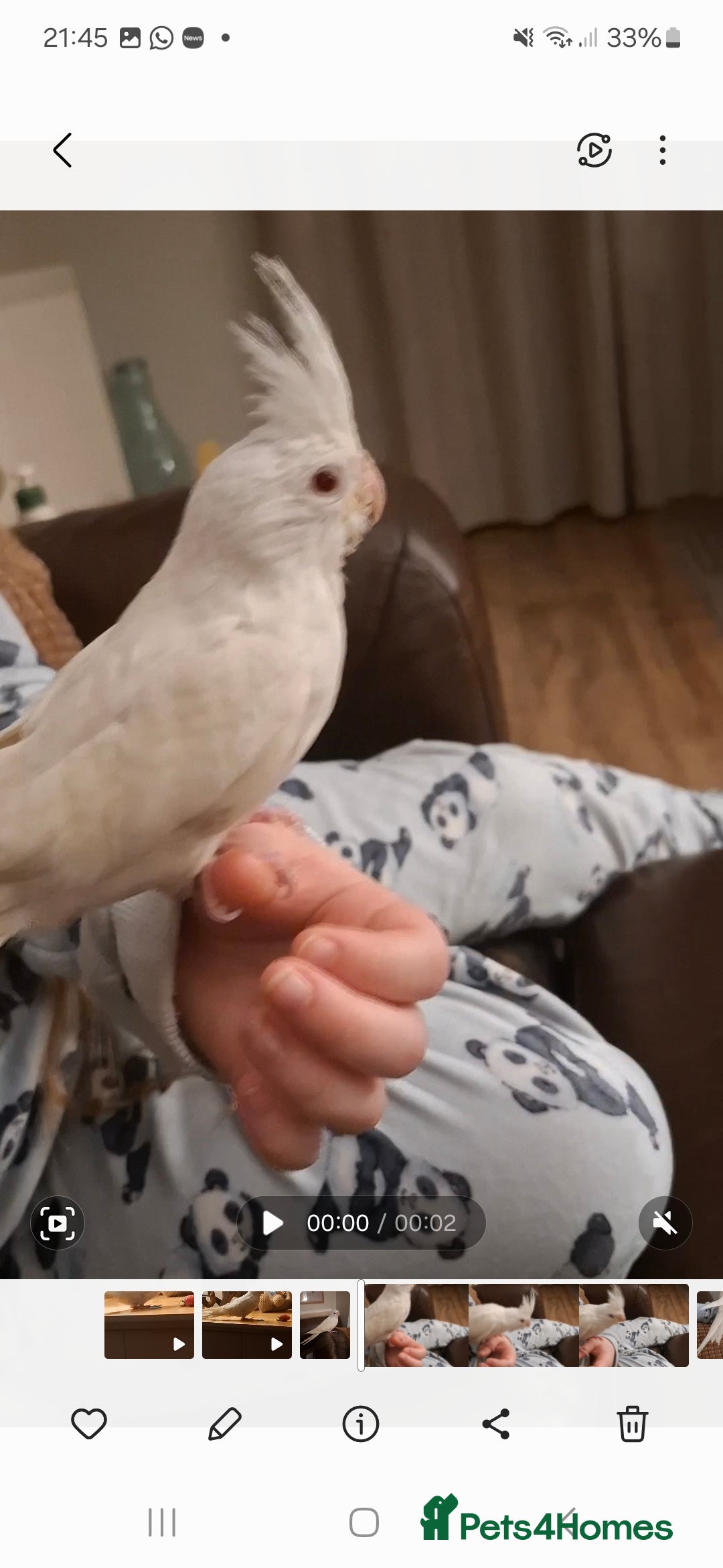 Cockatiels birds for sale: Hand Reared Cockatiel - Advert 2