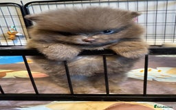 Pomeranian dogs for stud: PROVEN STUD KC RUSSIAN CHAMPION LINES POMERANIAN  in Tiverton - Image 11