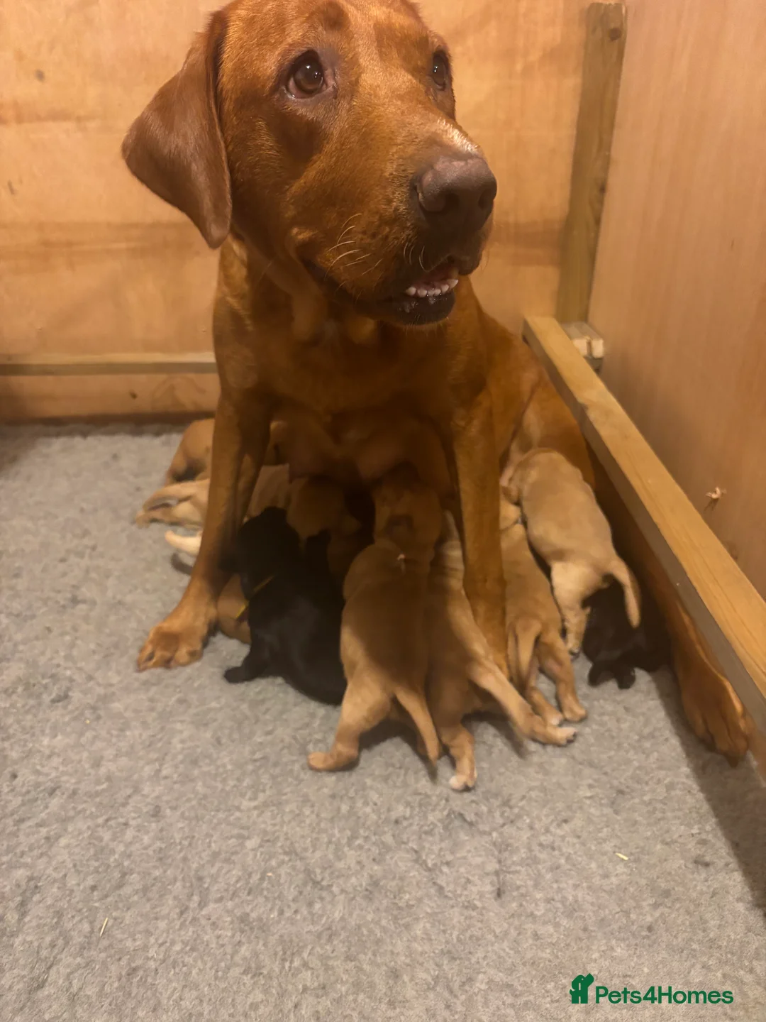 Labrador Retriever dogs for sale: Labrador puppies - Advert 1
