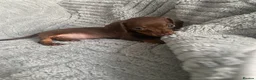 Dachshund dogs for sale: Mini Dachshunds - Advert 4