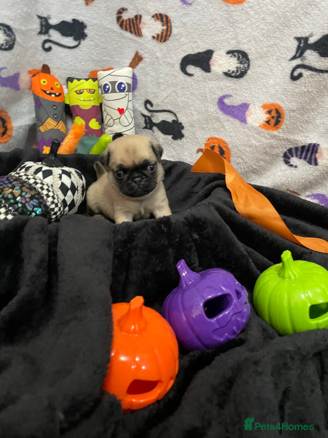 Pug dogs for sale: Pretty Female Pug Puppies x2 HEALTHY & HAPPY  - Image 6