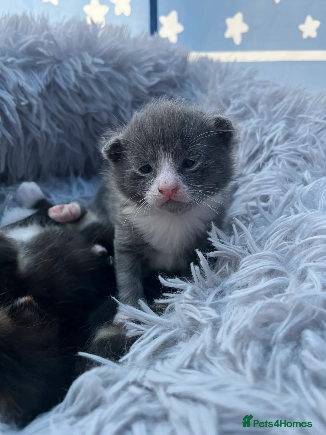 Russian Blue cats for sale: russian blue x domestic shorthair  - Advert 12