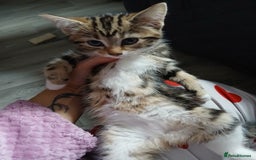 Mixed Breed cats for sale: Tabby kittens for sale - Image 4