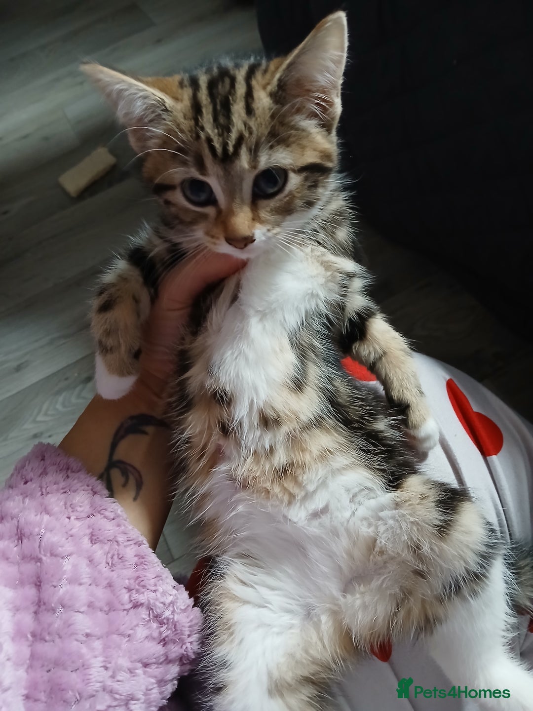 Mixed Breed cats for sale: Tabby kittens for sale - Image 4