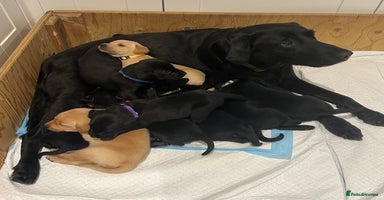 Labrador Retriever dogs KC Labrador puppies for sale from a private home  - Advert 5