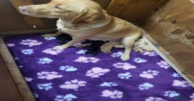 Labrador Retriever dogs - Advert 2