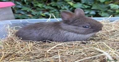 Netherland Dwarf rabbits - Advert 15