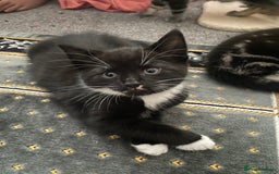 Domestic Shorthair cats for sale: Tabby and Tuxedo Kittens - Image 6
