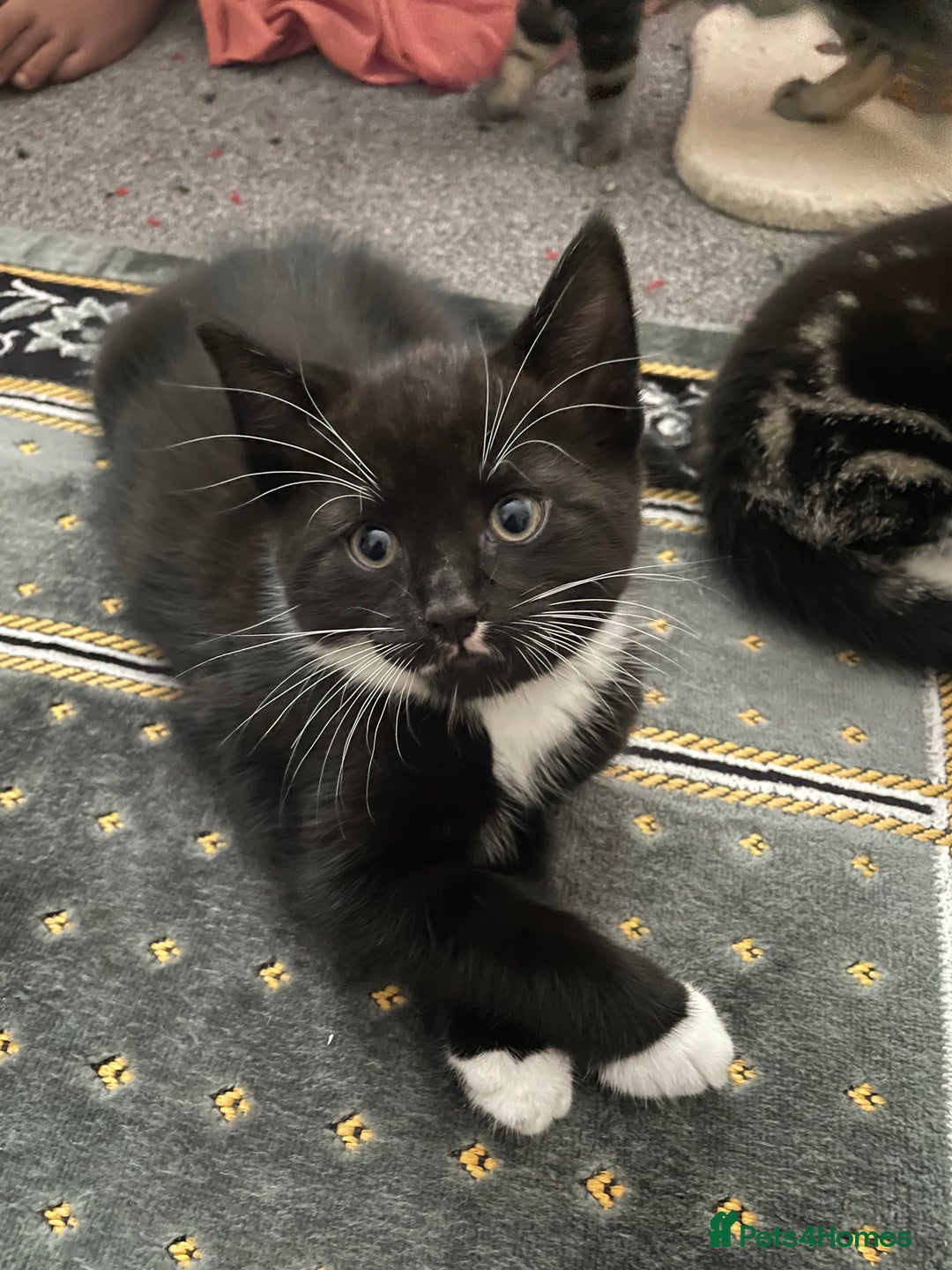 Domestic Shorthair cats for sale: Tabby and Tuxedo Kittens - Image 6