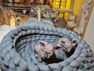Sphynx cats - Advert 2