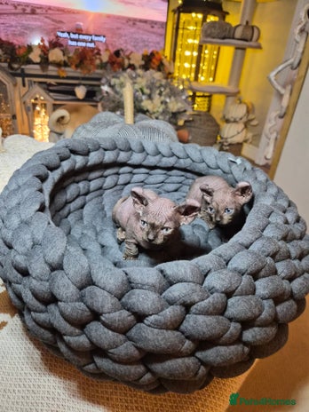 Sphynx cats - Advert 2