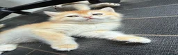 British Shorthair cats for sale: GCCF reg BSH Black Golden Kittens - Advert 9