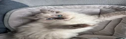 Ragdoll cats for sale: Ragdoll Cherubim Mink Kittens TICA - Advert 19