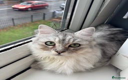 Ragdoll cats for sale: Ragdoll and Persian mixed kitty - Image 3