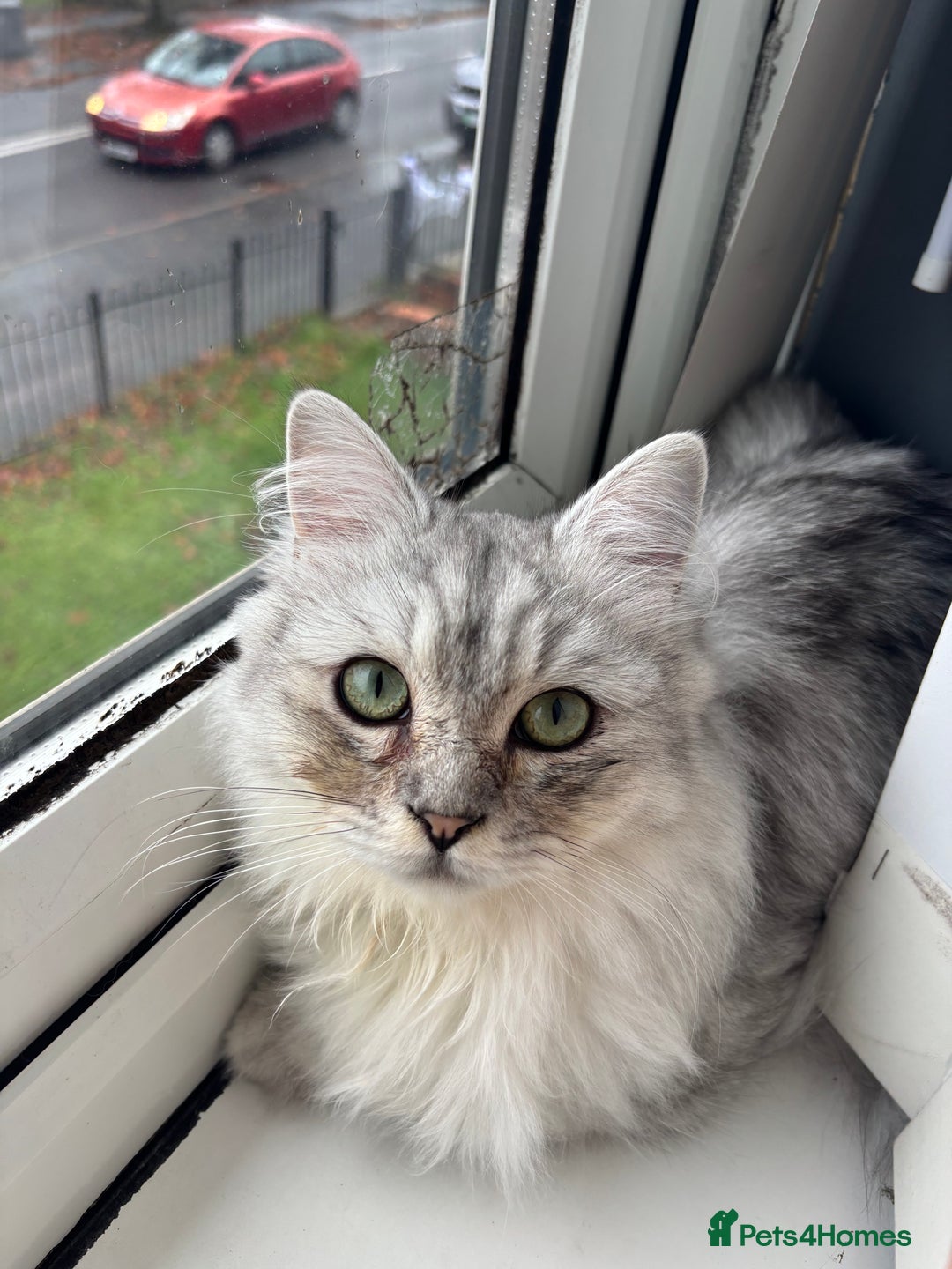 Ragdoll cats for sale: Ragdoll and Persian mixed kitty - Image 3