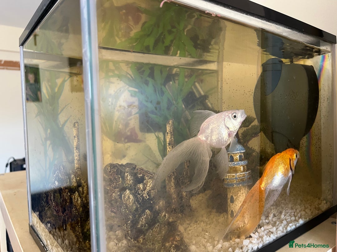 Fancy Goldfish fish for sale: Fantail goldfish  - Image 3